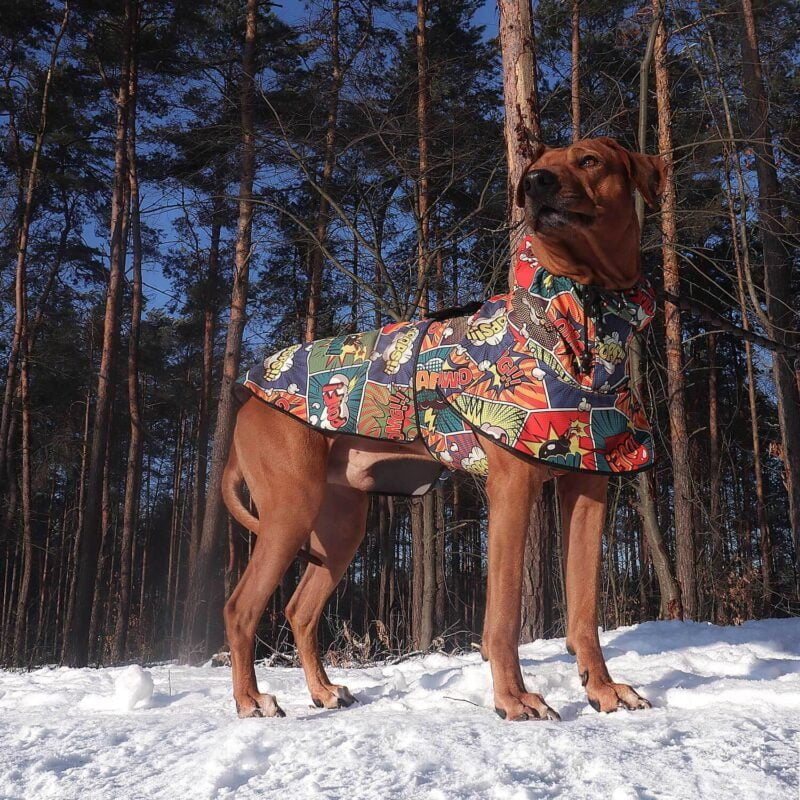 Rufus Rhodesian Ridgeback in the woods on a walk in a jacket made of softshell with a great comics pattern
