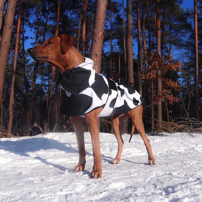 Rufus Rhodesian Ridgeback in the woods on a walk in a jacket made of softshell with a great cow pattern