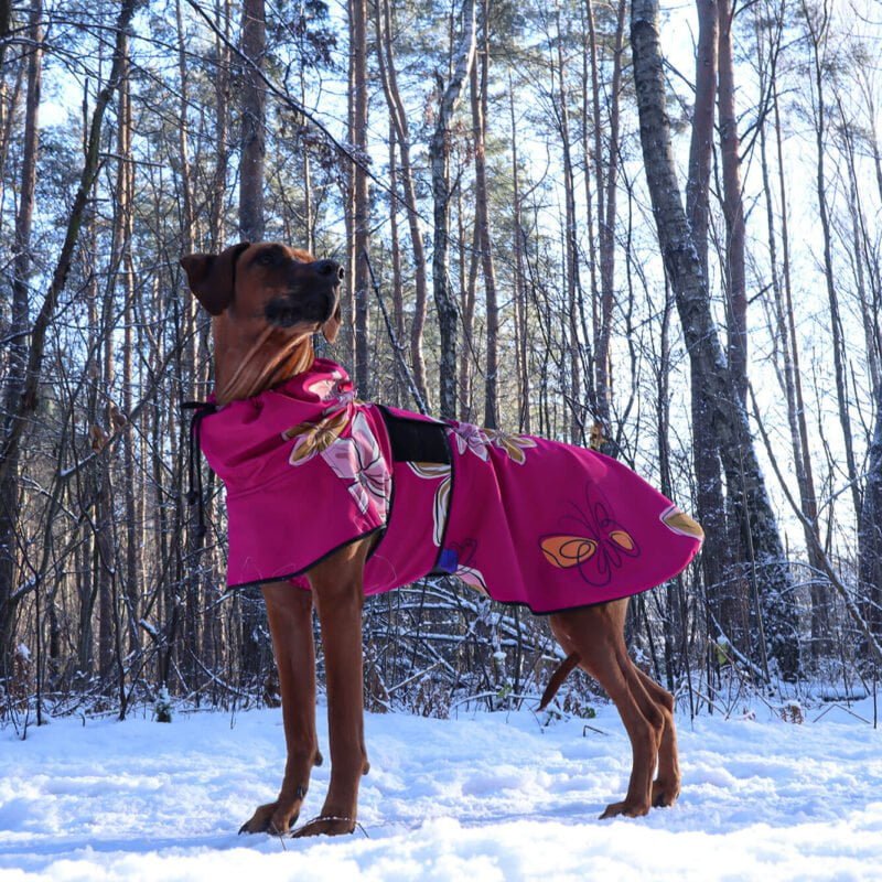 Lucy Rhodesian Ridgeback on a winter walk in the woods in a softshell jacket with a gorgeous princess pattern