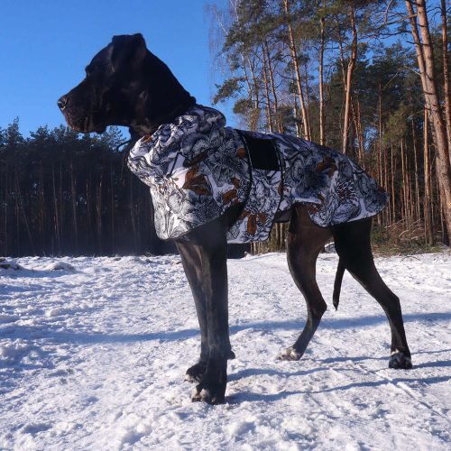 Casey Great Dane on a winter walk in the woods in a softshell jacket with a gorgeous black and white leaf pattern
