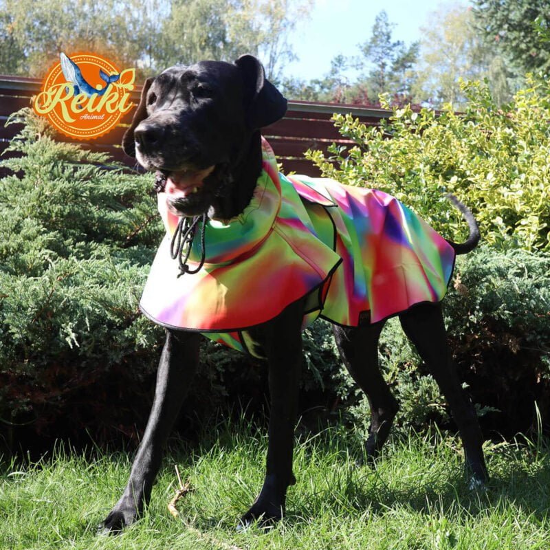 Great Dane Casey in dog jacket softshell healing colorful rainbow pattern. Made with Animal Reiki philosophy