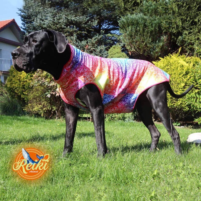 Great Dane Casey in his garden in a warm blouse with a gorgeous healing mandala pattern. Made to keep warm on cold days. Made with Animal Reiki philosophy