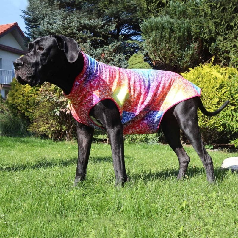 Casey Great Dane in her garden in a warm blouse with a gorgeous healing chakras pattern. Made to keep warm on cold days.