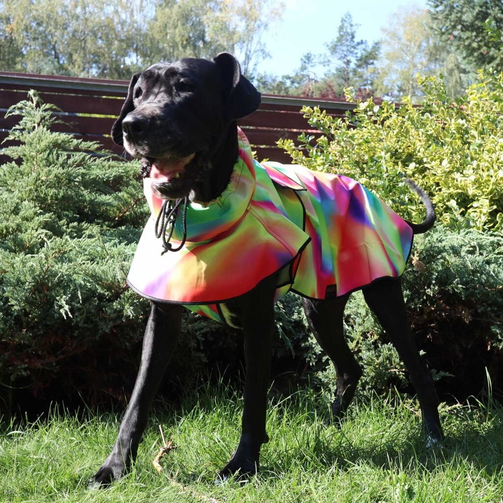 Casey Great Dane on a walk in a jacket for dogs made of softshell with a gorgeous colorful rainbow jacket pattern