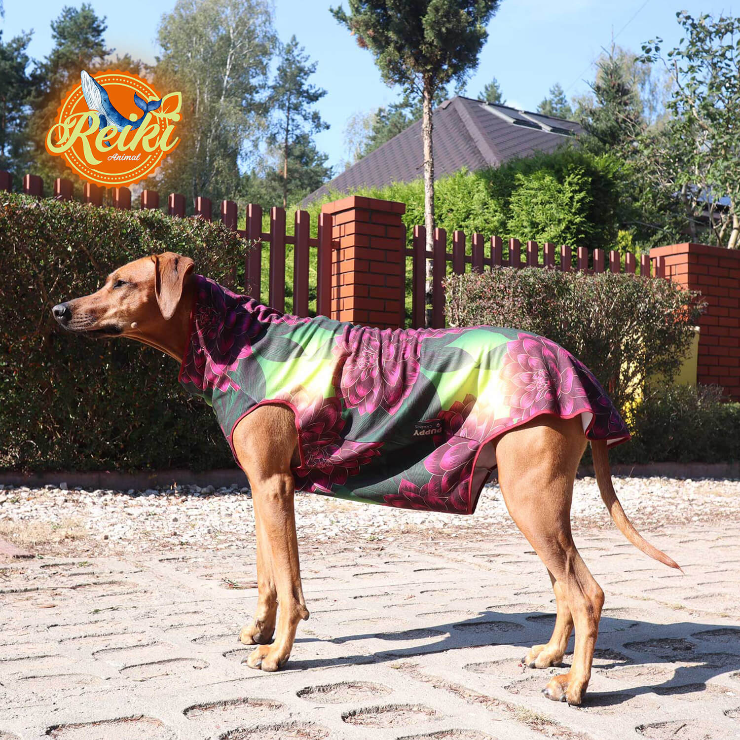 Rhodesian Ridgeback Lucy in a warm blouse with a gorgeous healing flowersoul pattern. Made with Animal Reiki philosophy