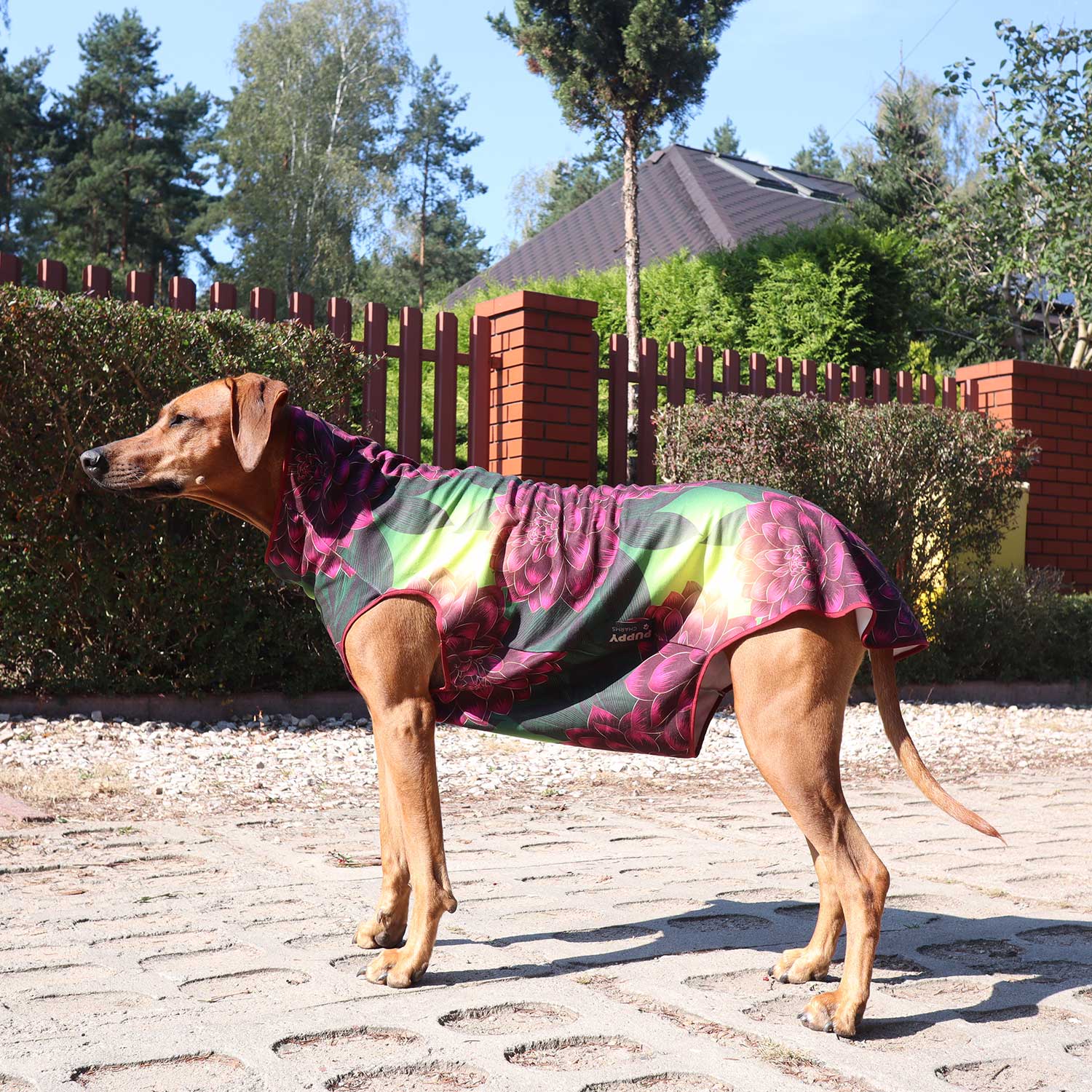Lucy Rhodesian Ridgeback on her estate road in a warm blouse with a gorgeous healing flowersoul pattern