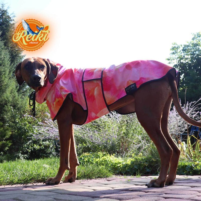 Rhodesian Ridgeback Lucy in dog jacket softshell healing magnolia pattern. Made with Animal Reiki philosophy