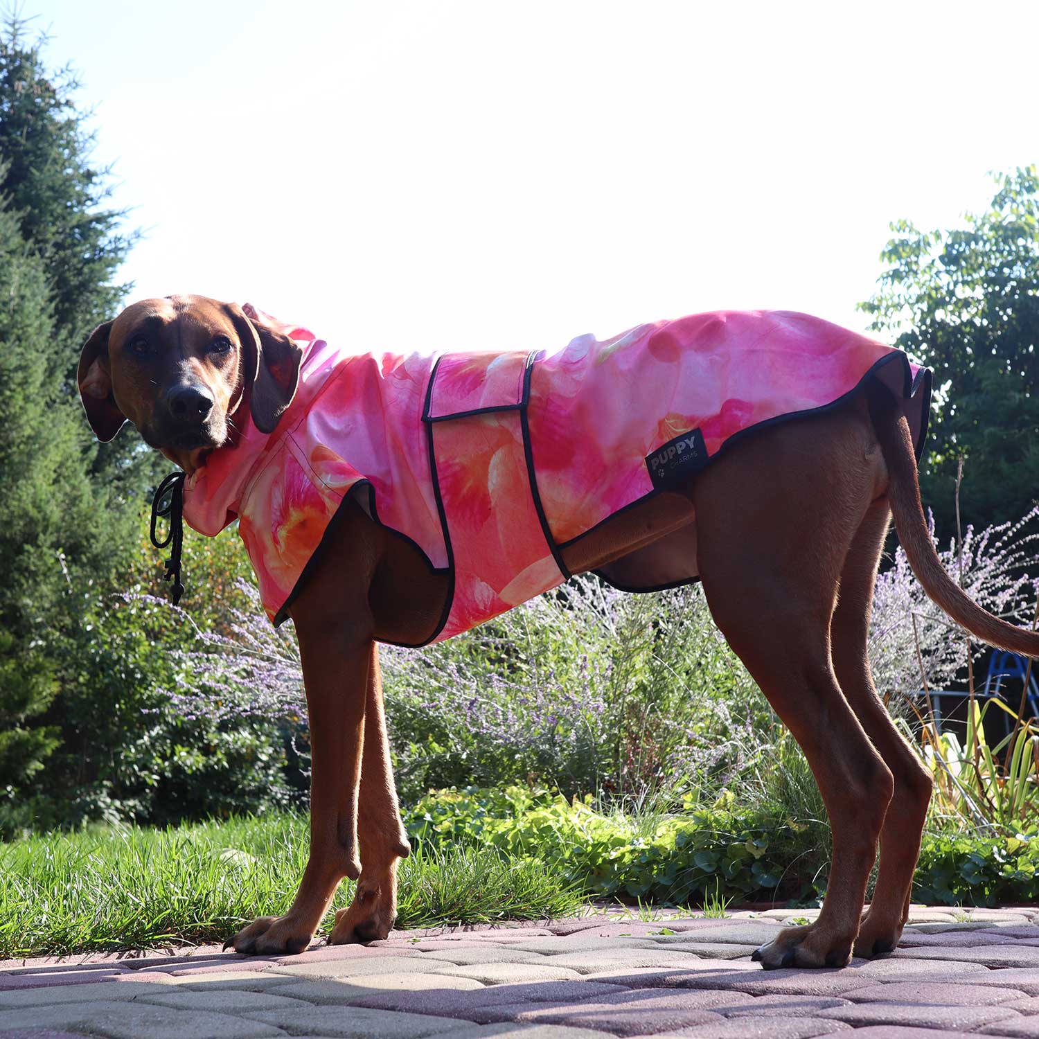 Lucy Rhodesian Ridgeback in his garden in a softshell jacket with a gorgeous magnolia pattern