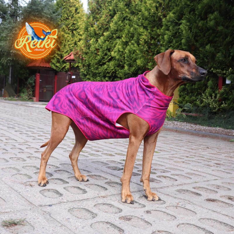 Rhodesian Ridgeback Lucy in a warm blouse with a gorgeous healing zigzag pattern. Made with Animal Reiki philosophy