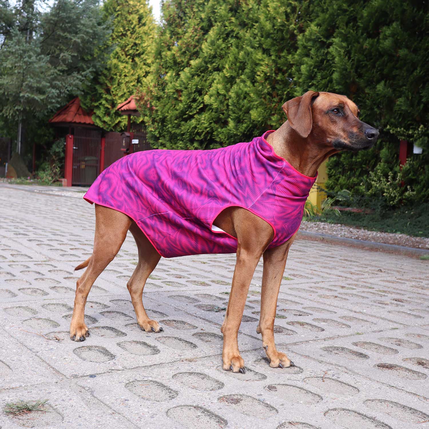 Lucy Rhodesian Ridgeback on her estate road in a warm blouse with a gorgeous healing zigzag pattern. Made to keep warm on cold days.