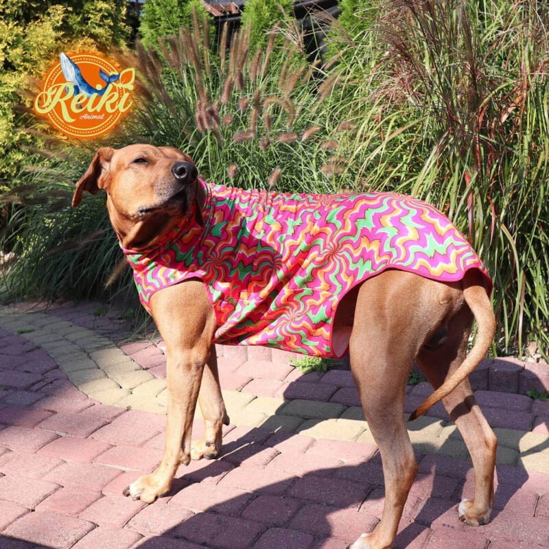 Rufus Rhodesian Ridgeback in his garden in a warm blouse with a gorgeous healing abstract cure pattern. Made to keep warm on cold days. Made with Animal Reiki philosophy