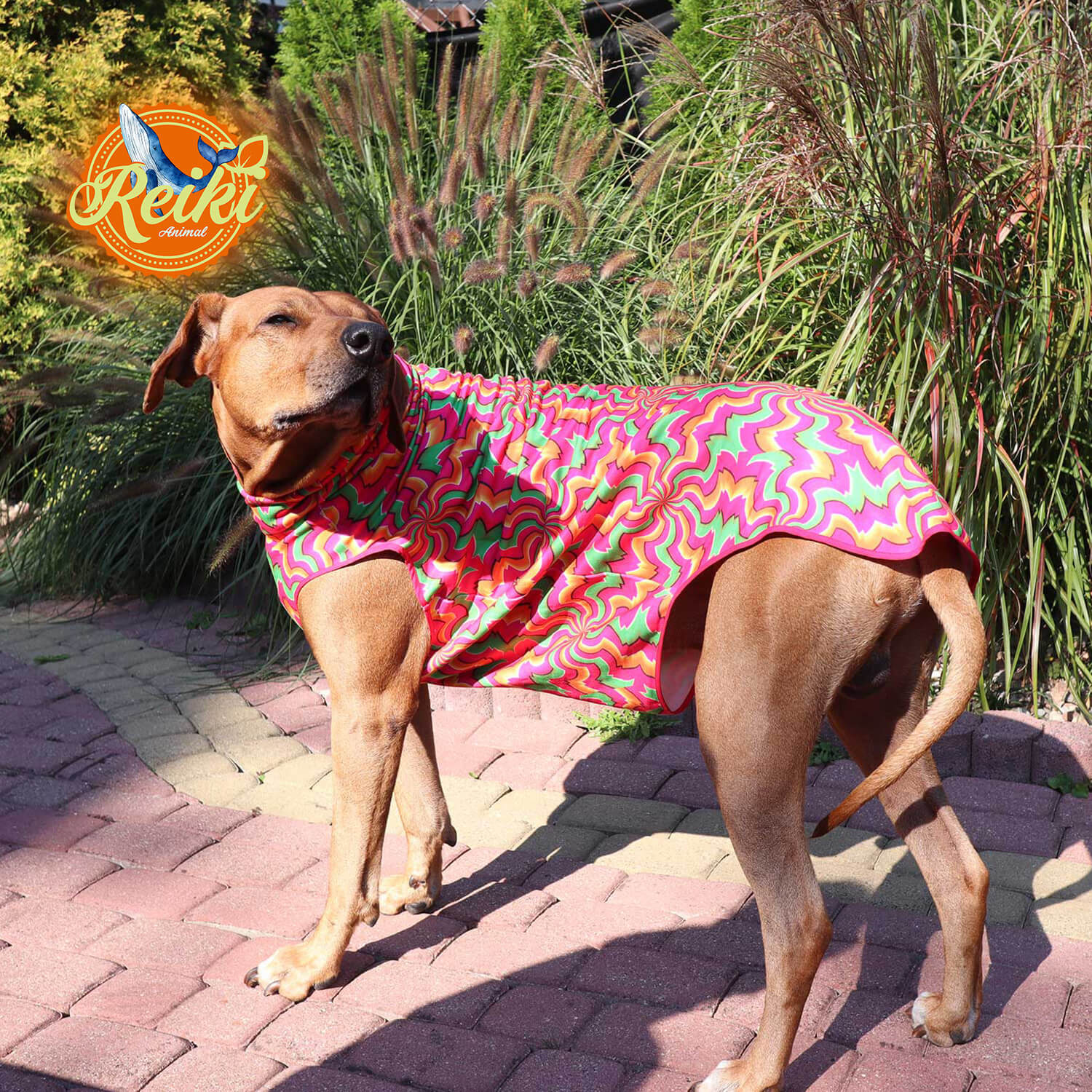 Rufus Rhodesian Ridgeback in his garden in a warm blouse with a gorgeous healing abstract cure pattern. Made to keep warm on cold days.