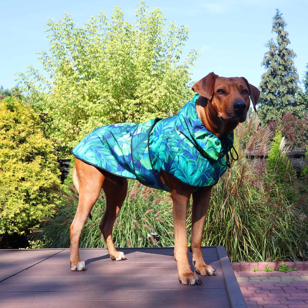 Rufus Rhodesian Ridgeback on a walk in a jacket for dogs made of softshell with a gorgeous leafs jacket pattern