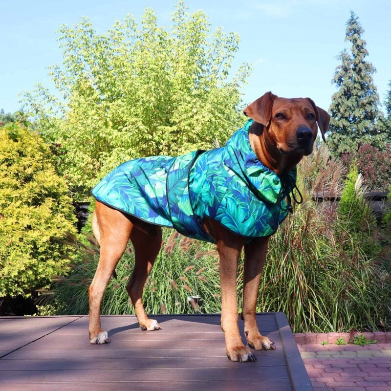 Rufus Rhodesian Ridgeback on a walk in a jacket made of softshell with a gorgeous leafs jacket pattern