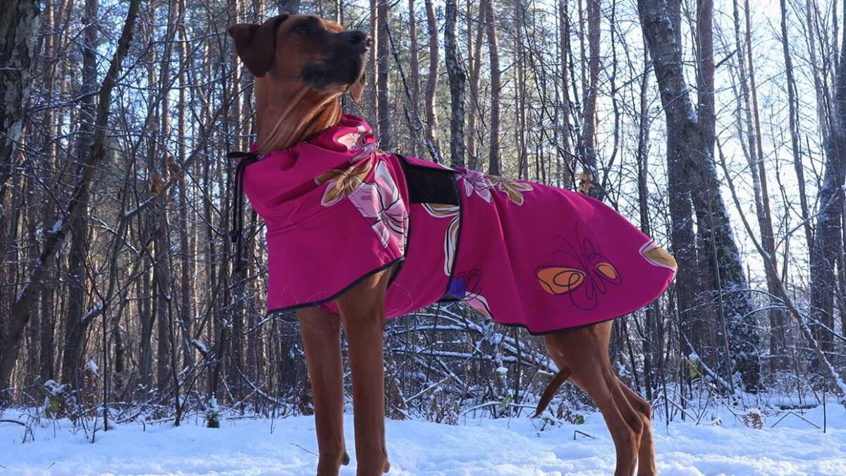 Rhodesian Ridgeback Lucy in dog jacket softshell princess pattern