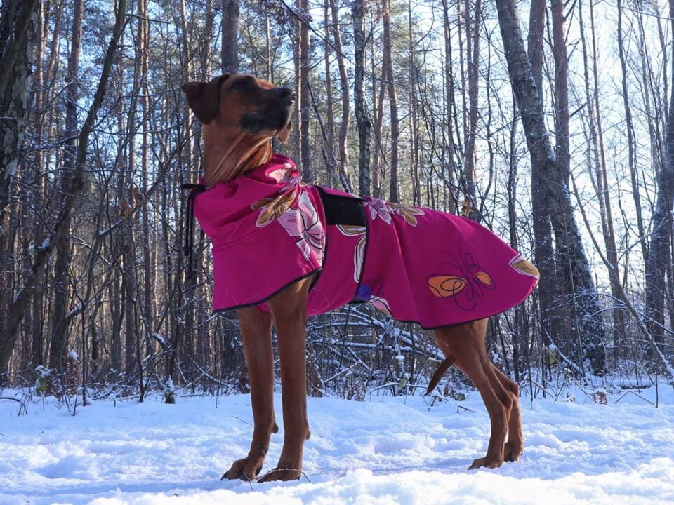 Rhodesian Ridgeback Lucy in dog jacket softshell princess pattern