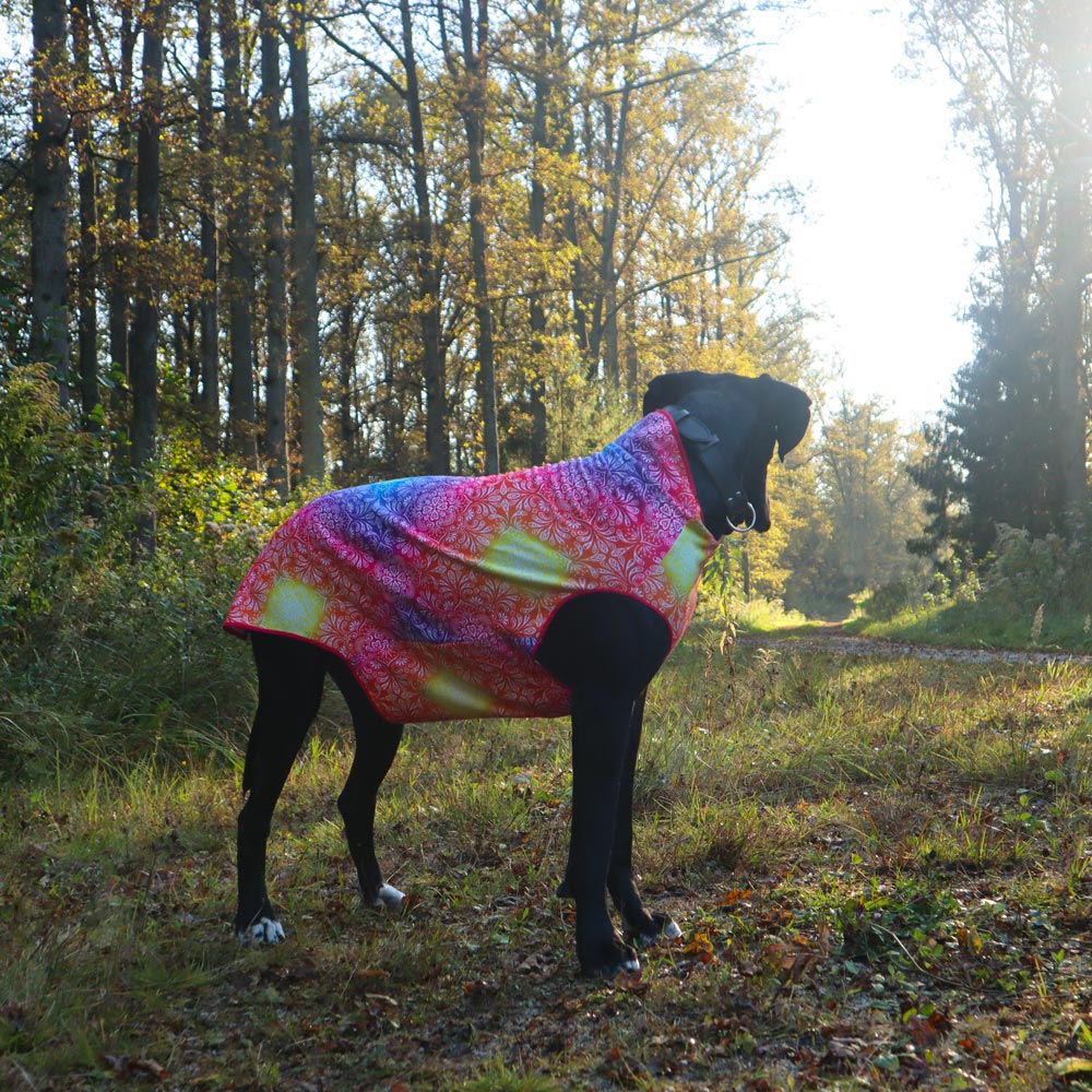 Casey Great Dane on the road in the forest in a warm blouse with a great healing pattern with chakras
