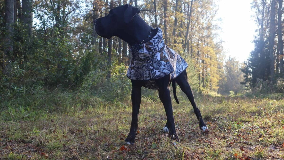 Casey Great Dane on a walk in a jacket made of softshell with a gorgeous black and white leaf pattern