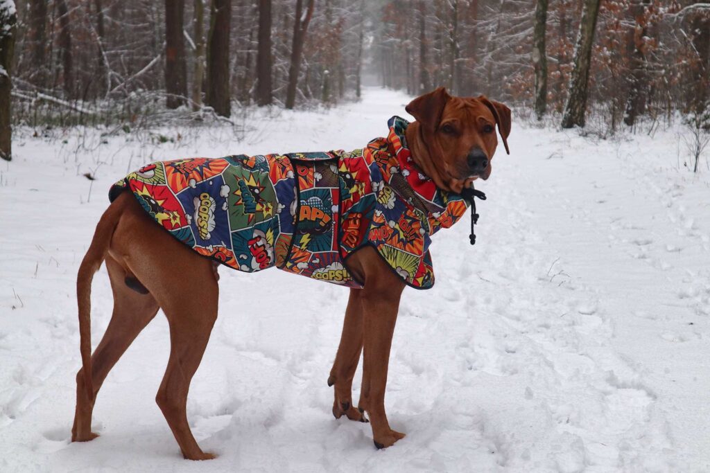 Rufus Rhodesian Ridgeback in the woods on a walk in a jacket made of softshell with a great comics pattern