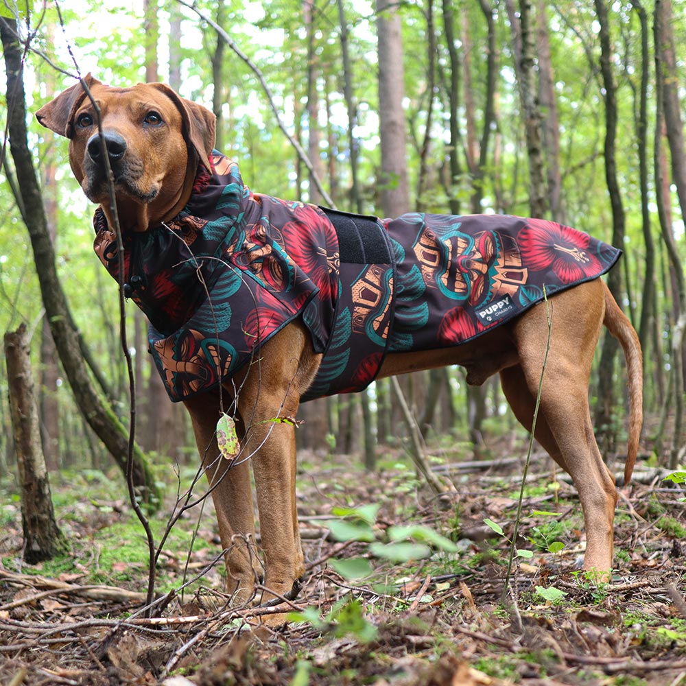 Rufus Rhodesian Ridgeback in the woods on a walk in a jacket for dogs made of softshell with a great pattern of Aztec masks.