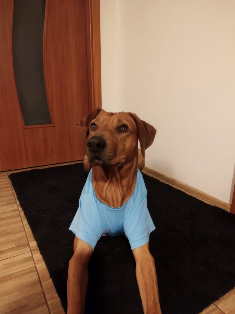 The first day after discovering the mysterious tumors in Rufus' body, we put him on the shirt he asked for