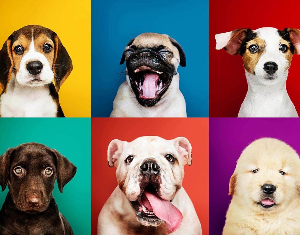 jakie kolory widza psy – fakty i mity