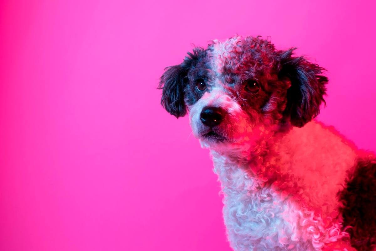 Koloroterapia, animal reiki czyli zabiegi dla psa celem wsparcia weterynarii