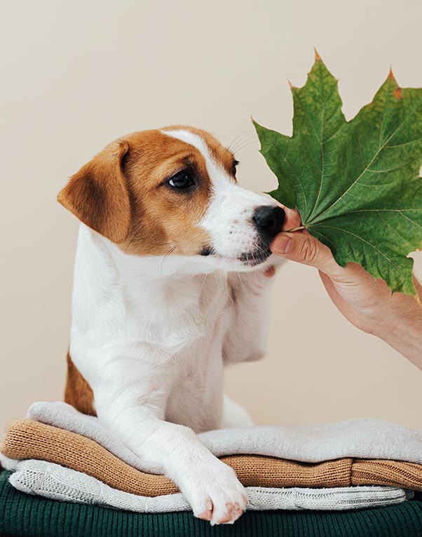 Co to jest naturoterapia. Pies korzysta z naturalnych mocy natury wąchając liść