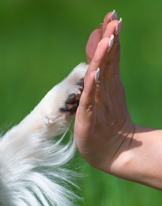 Psia łapa podana opiekunowi w geście podziękowania za sesję Reiki
