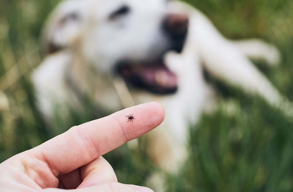 Ticks - everything you need to know about them
